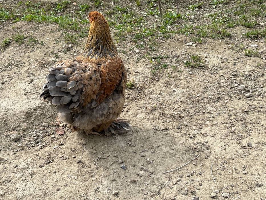 Хонаги товуклар ва хурозлар