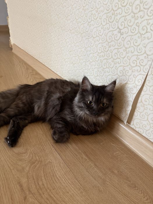 Отдам в хорошие руки