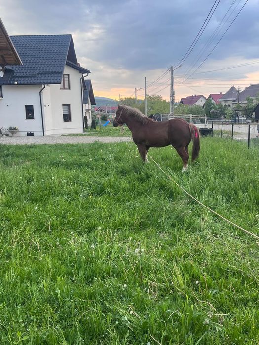 Mânz de 1si 9 luni