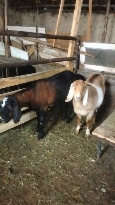 Сүтті ешкі сатылады