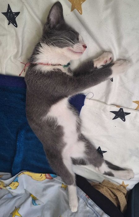 Caut adoptie pentru o pisica.