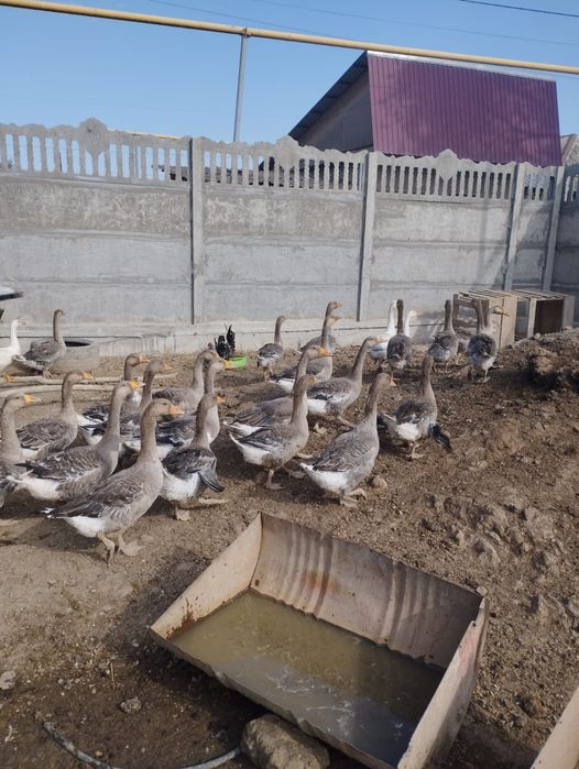 Продам Гусей Крупно серый оптом