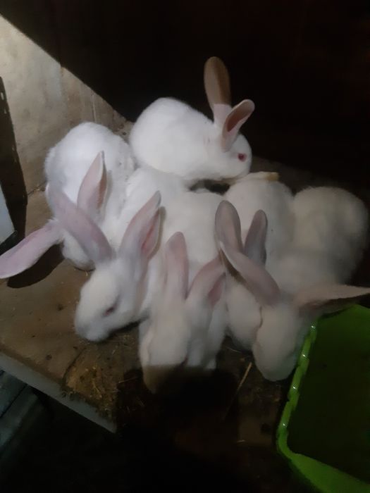 4 Iepurași masculi Hycole Francez – 8 săpt. (2kg)