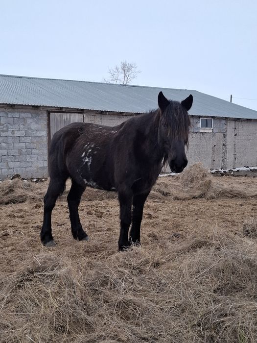 Продаю Жылкы лощадь