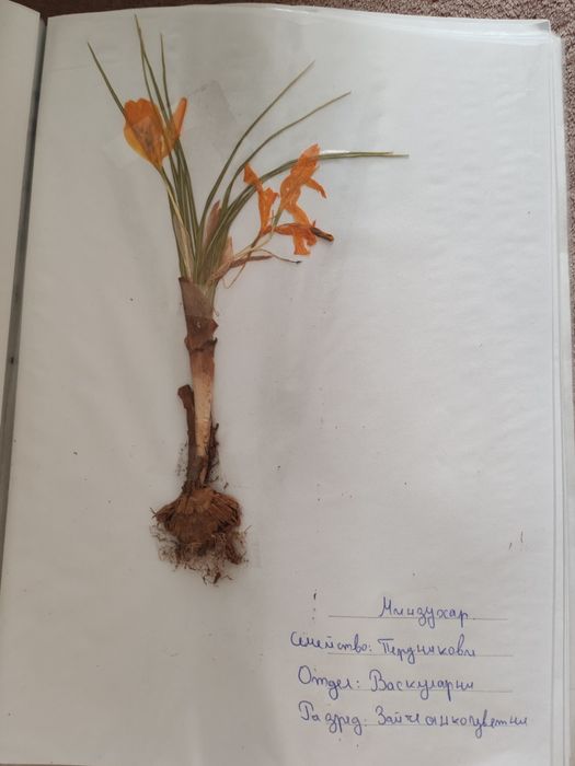 Хербарий за 7 клас