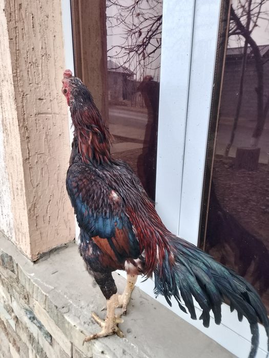 Dakan xuroz sotiladi