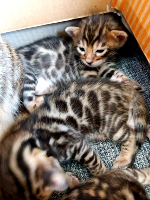 Тигрята- БЕНГАЛЫ!