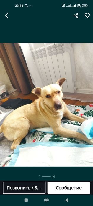 Отличный КомпАньЕн молодой пёсик