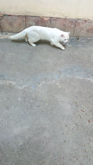 Viyazka mushuk opti kotta