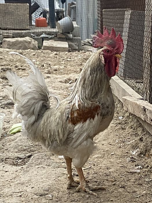 Продам Семью Леггорнов