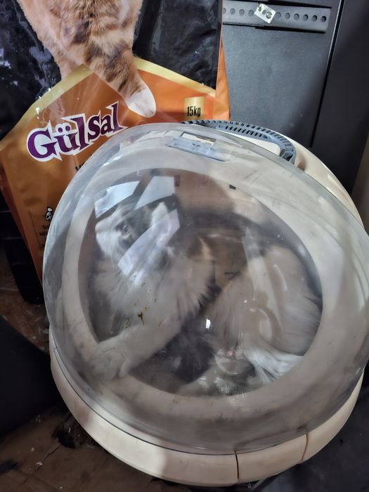 Зотдор хакикий уй мушуги сотилади Тошкенда! Кошка продаётся в Ташкенте