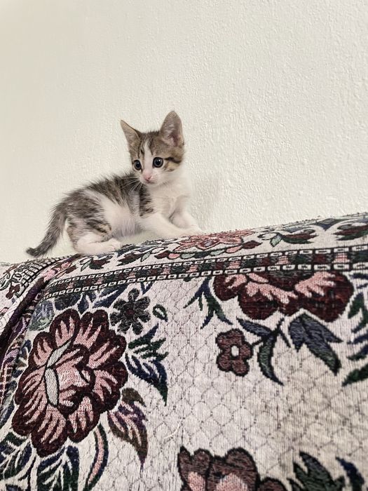 Отдам котенка мальчика
