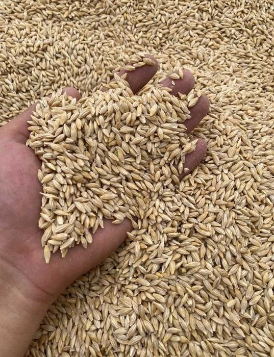 Ячмень/Арпа Көтерме және бөлшектеп