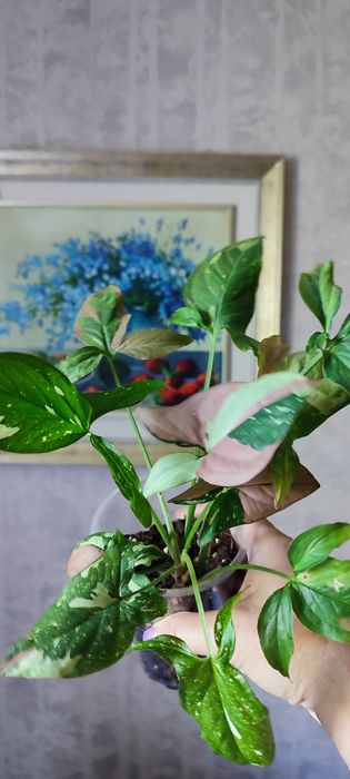 Продам комнатные цветы