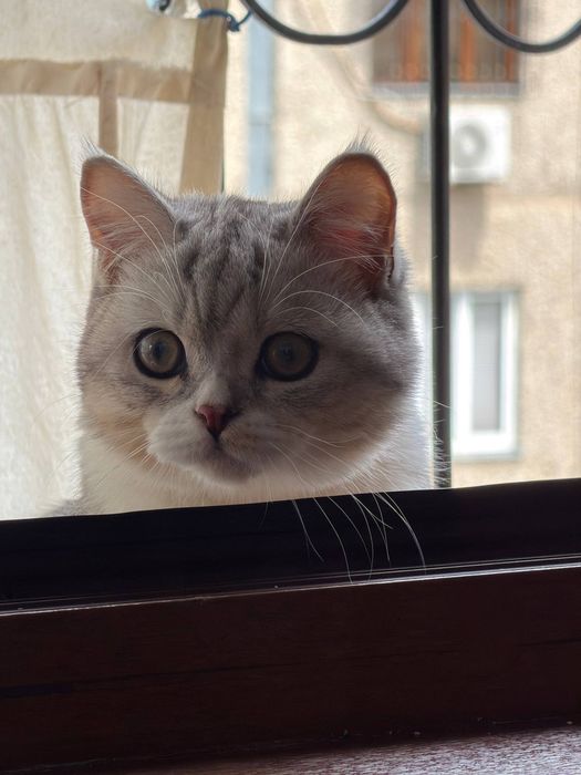 Продаю серебристую шиншиллу