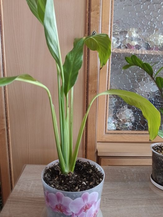 Замиакулькасы и Спатифиллум