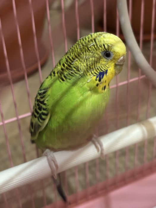 Попугай вместе с клеткой