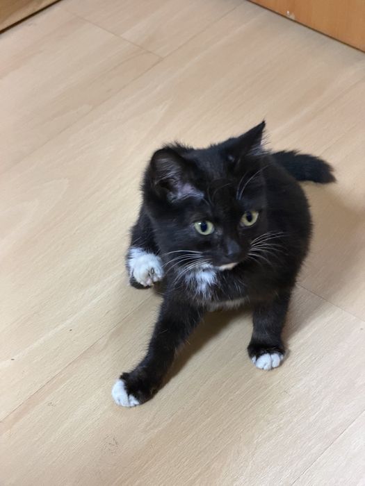 Котенок в добрые руки