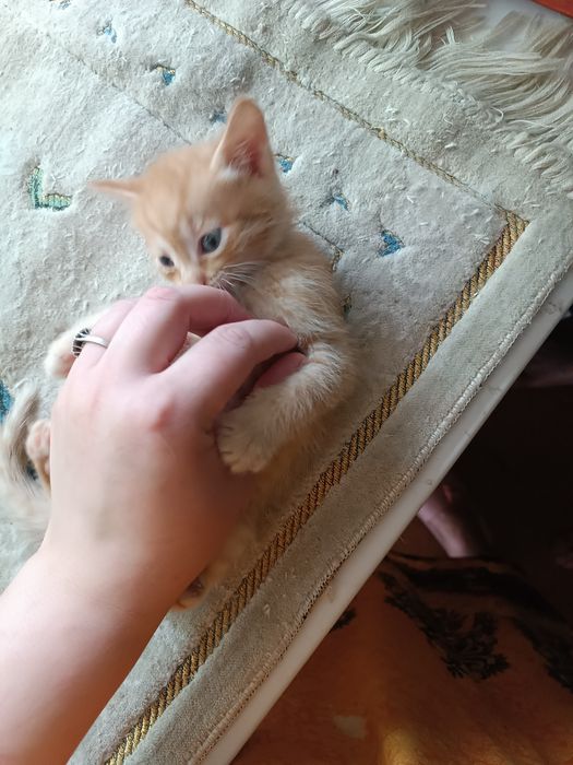 Отдам котят даром