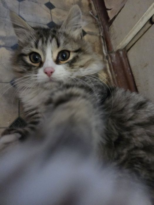 Котик, мальчик! Ласковый пушистик ищет дом! Г.Актобе