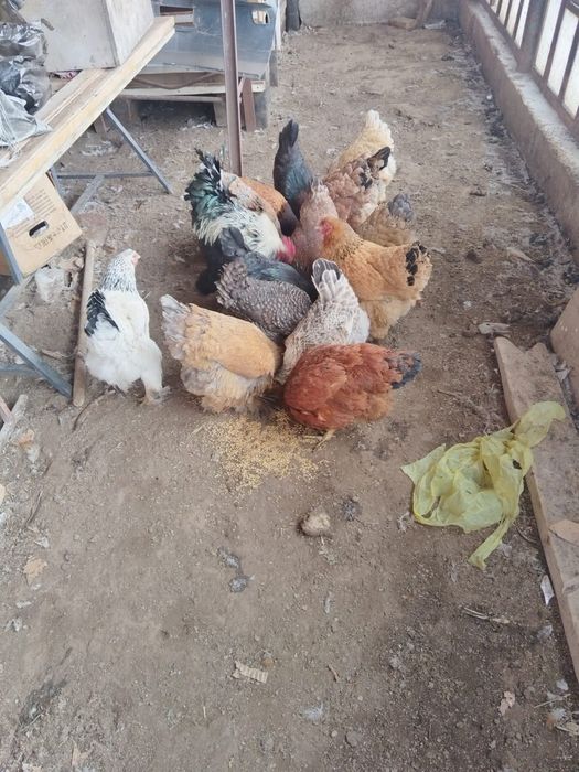 Куры породы Барма.