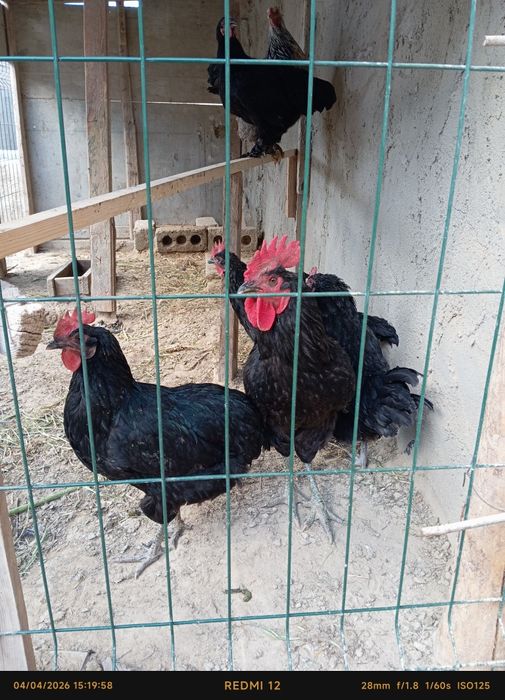 Qora shaxzoda tuxumlari sotiladi