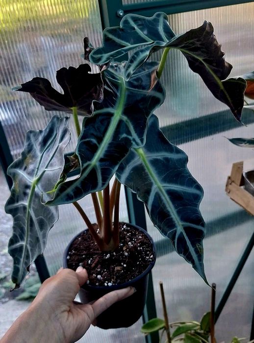 Vand plante de apartament