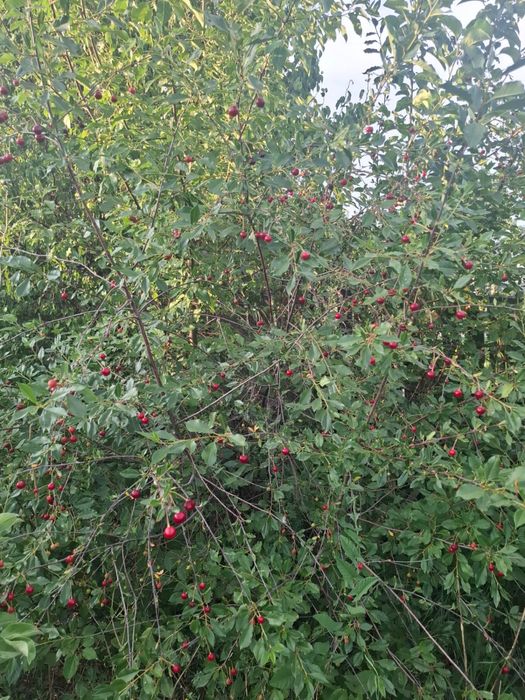 Продается дача на Федоровке