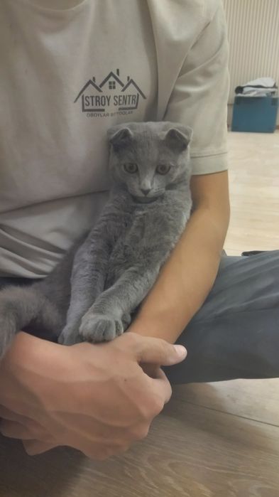 Продаётся кот.  Mushuk sotiladi