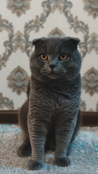 Scottish fold кошка