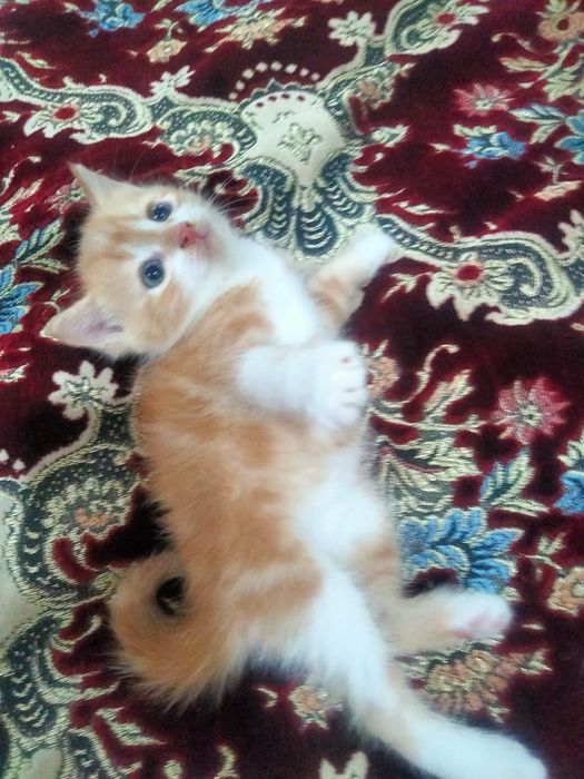 Котенок мальчик .