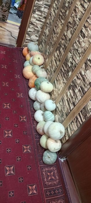 Тыква урожай 2025.