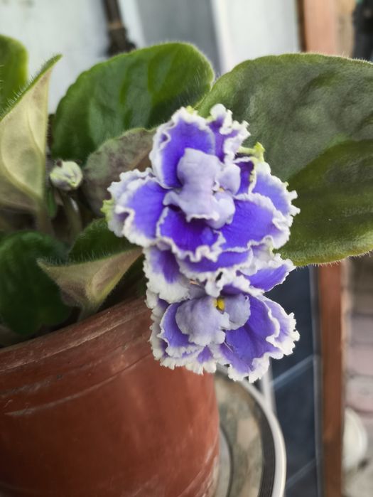Фиалки , домашние цветы