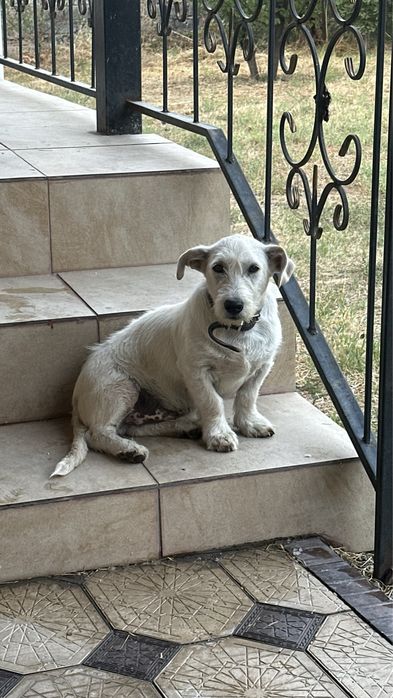 Лабрадор Ретривер Метис