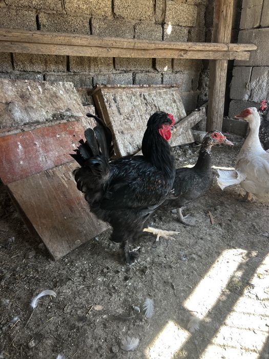 Кара кораз жас қара қораз