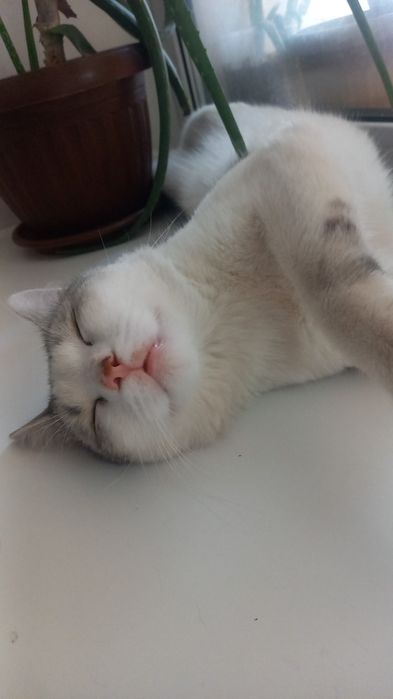 Отдам котика в добрые руки.