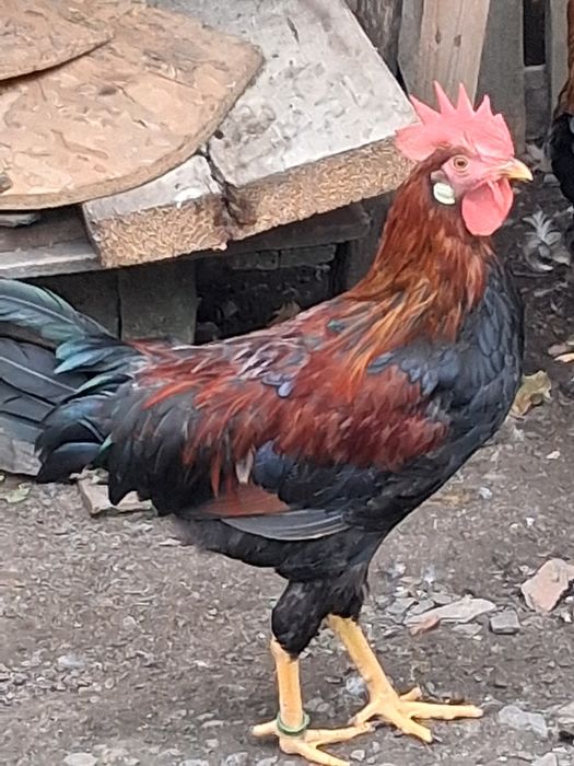 Vând cocoși italieni potarnichi.