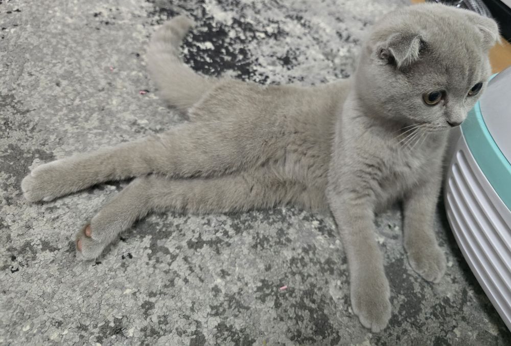 Pui de pisică Blue, 3 luni, vaccinați