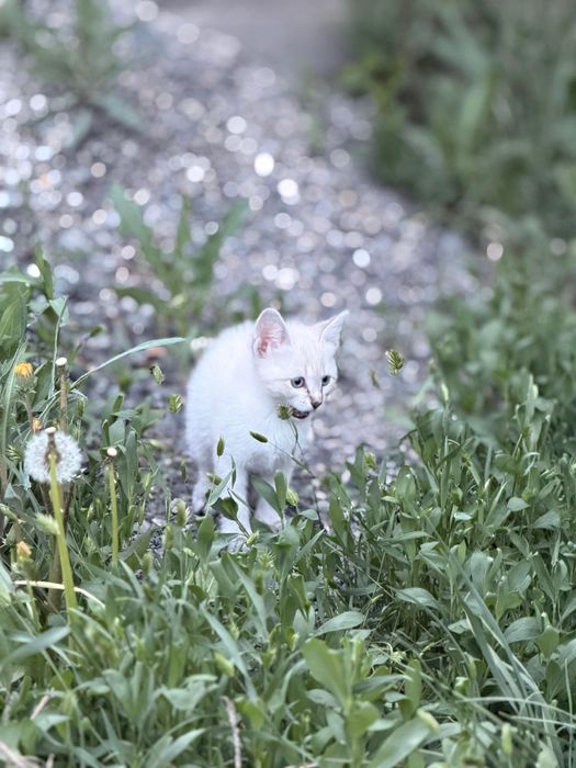 Отдам котят в добрые руки