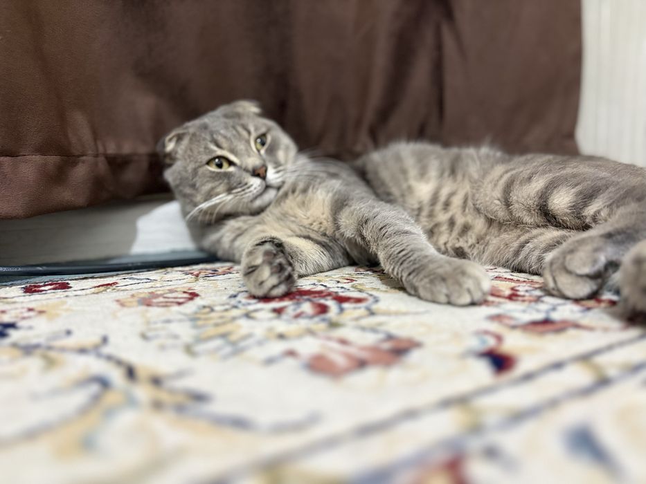 Кошка фислоухая мальчик