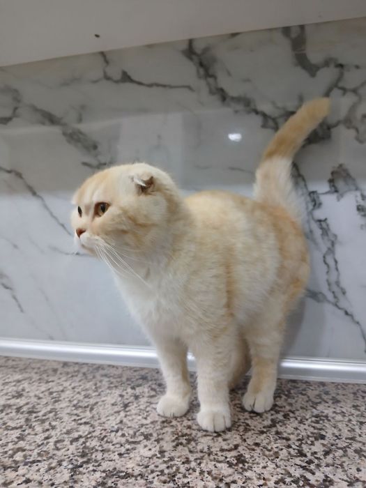 Scottish Flod mushugi