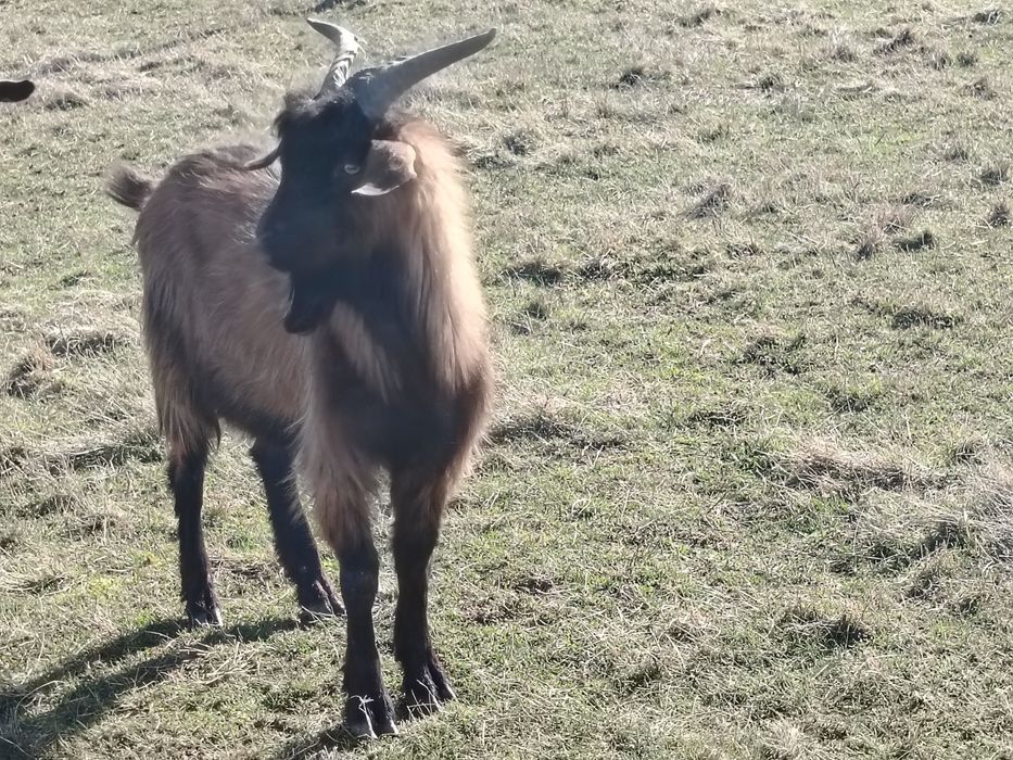 iezi alpini francezi