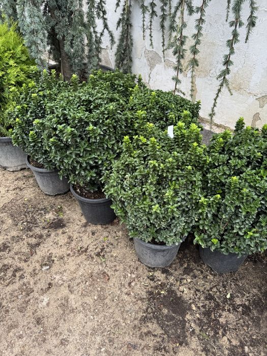 Plante decorative pentru gradina ta