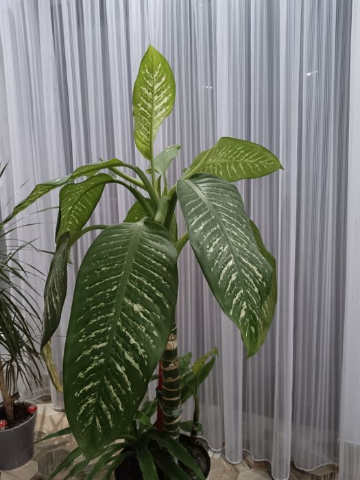 Vând planta dienffenbachia