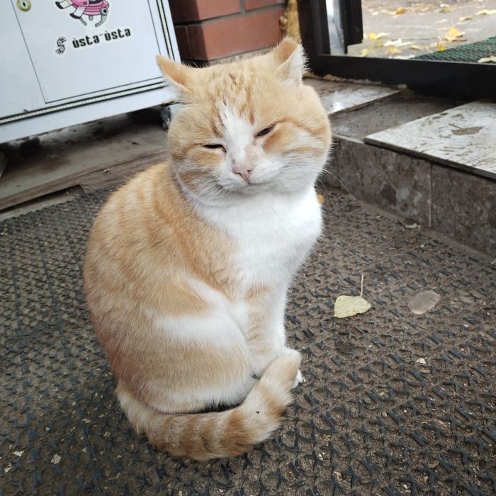 Кот грустный в добрые руки