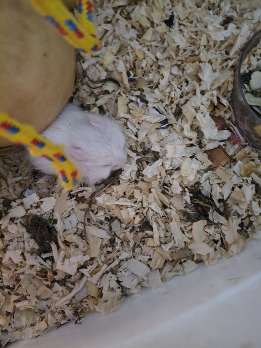 Хамстери албинос