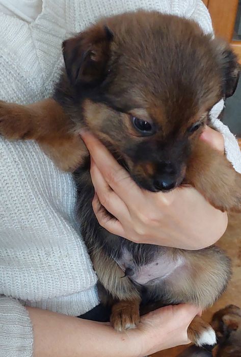 Щенки щаоночки.2 месяца.