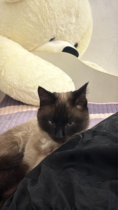 Продам Сиамскую кошку