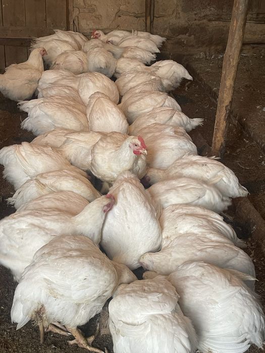 Продам бройлеров откормленных
