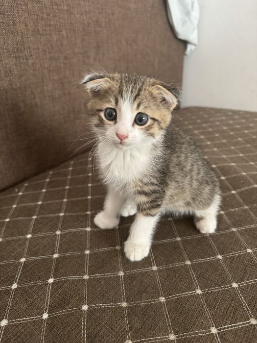 Продам срочно котенка